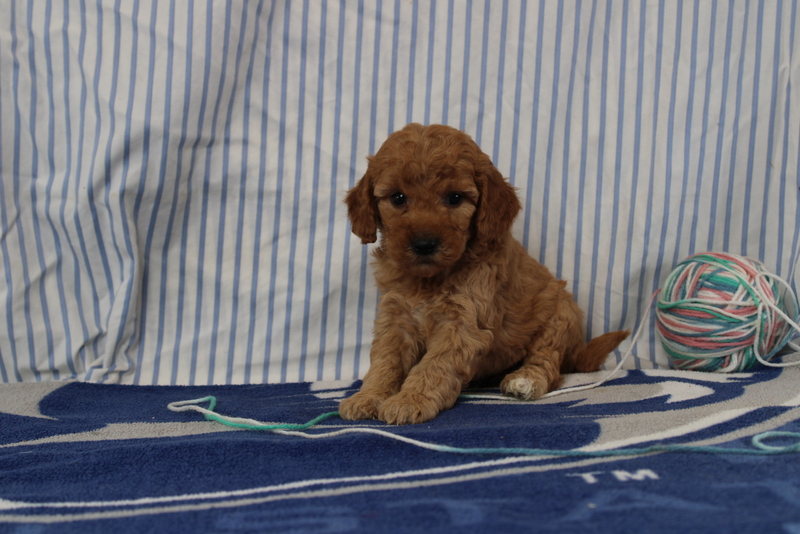 puppy, for, sale, Mini Golden Doodle F1, Matthew B. Stoltzfus, dog, breeder, Gap, PA, dog-breeder, puppy-for-sale, forsale, nearby, find, puppyfind, locator, puppylocator, aca